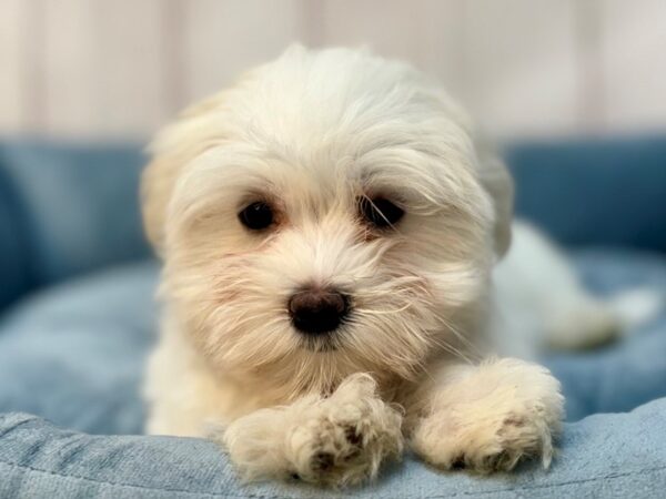 [#29216] White Female Maltese Puppies For Sale