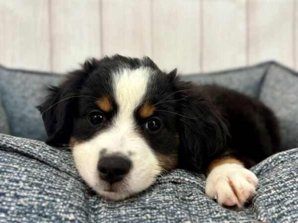 [#29253] Tri-Color Female Miniature Australian Shepherd Puppies For Sale