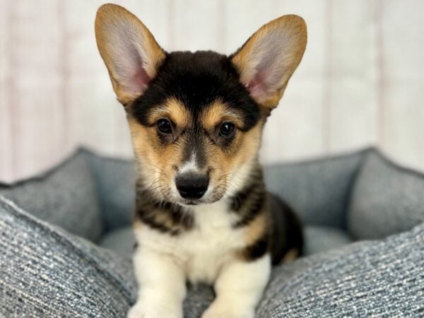 [#29241] Black and Tan Male Pembroke Welsh Corgi Puppies For Sale