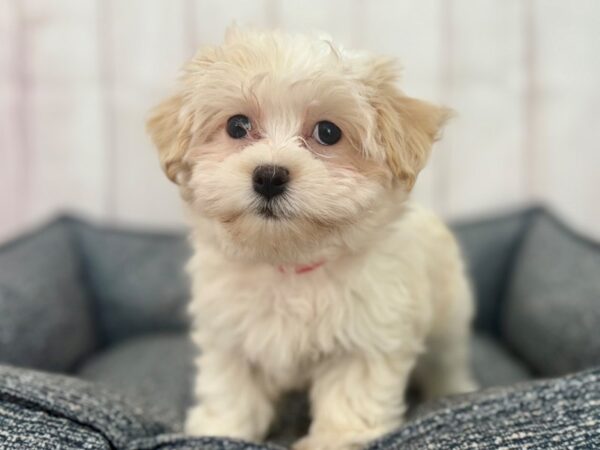 [#29238] Cream Female Havanese Puppies For Sale