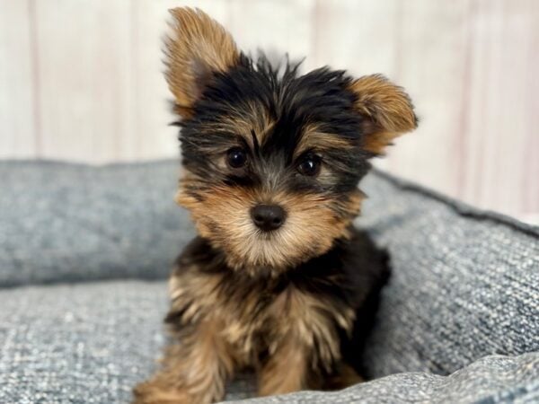 [#29243] Black and Tan Female Yorkshire Terrier Puppies For Sale