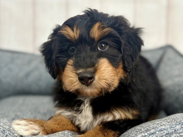 [#29274] Black / Tan Male Miniature Australian Shepherd/Poodle Puppies For Sale