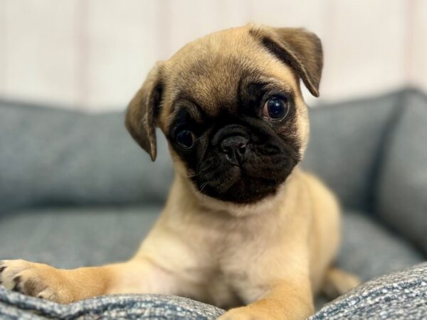 [#29266] Fawn Male Pug Puppies For Sale
