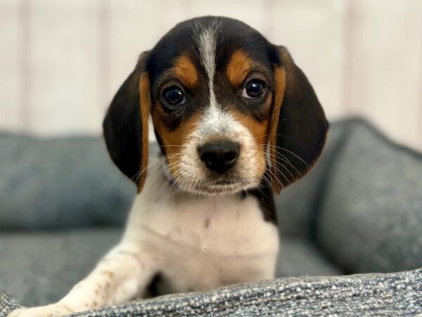 [#29263] Black White and Tan Male Beagle Puppies For Sale