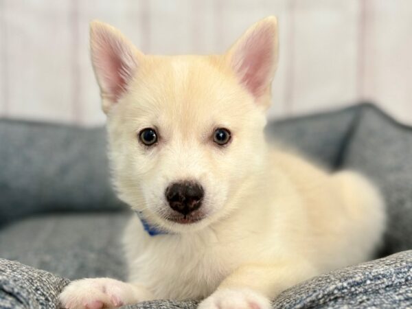 [#29260] Apricot Male F2 Pomsky Puppies For Sale