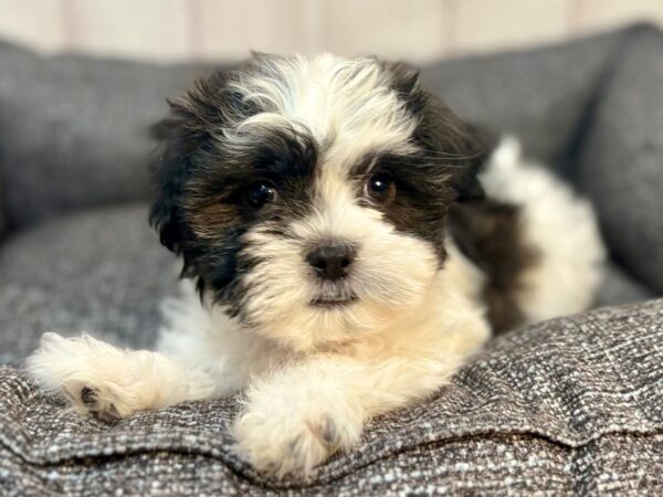 [#29282] Blue and White Female Maltese/Shih Tzu Puppies For Sale