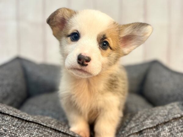 [#29293] Red Headed Tricolor Female Pembroke Welsh Corgi Puppies For Sale