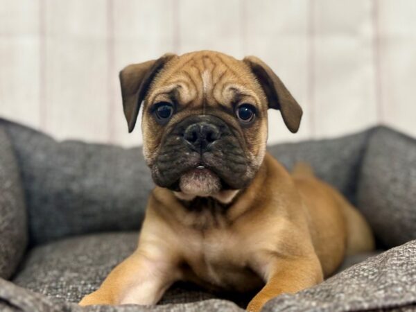[#29320] Red and White Male Mini Bulldog 2nd Gen Puppies For Sale
