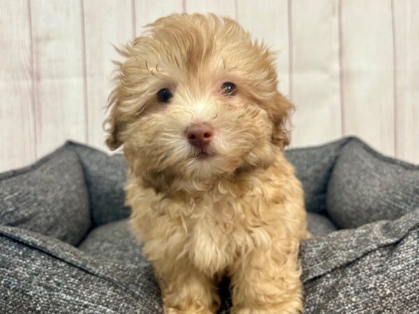 [#29317] Chocolate Male Havanese/Poodle Puppies For Sale