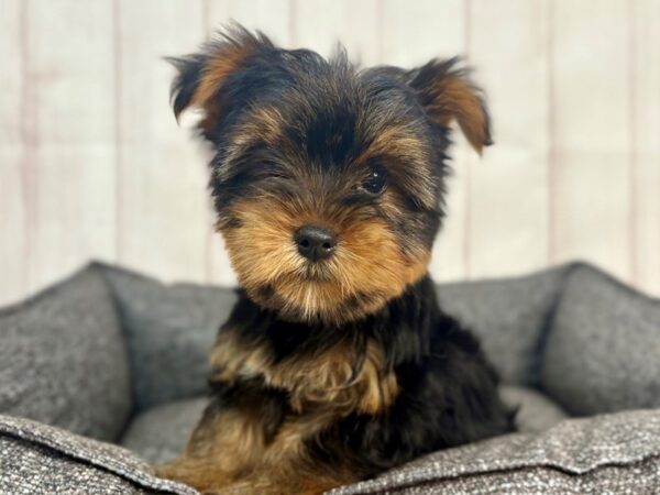 [#29313] Black and Tan Male Yorkshire Terrier Puppies For Sale