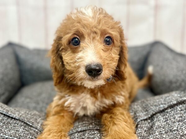 [#29312] Red Male F1B Mini Goldendoodle Puppies For Sale