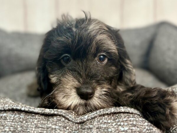 [#29308] Black and Silver Dapple Male Doxie Poo Puppies For Sale