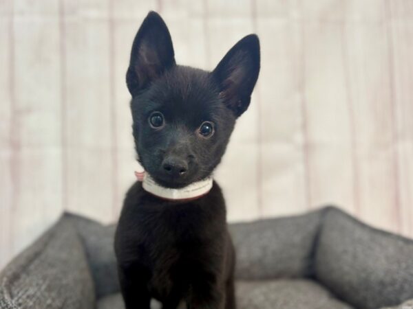 [#29302] Black Female Schipperke Puppies For Sale