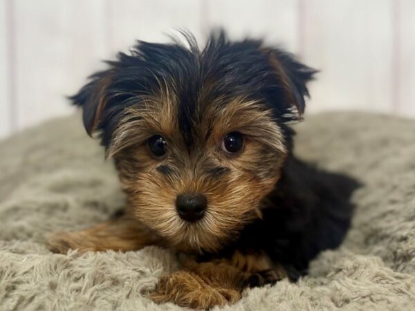 [#29340] Black and Tan Female Yorkshire Terrier Puppies For Sale