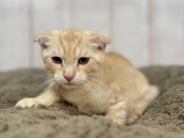 [#29358] Red Male Scottish Fold Kittens For Sale