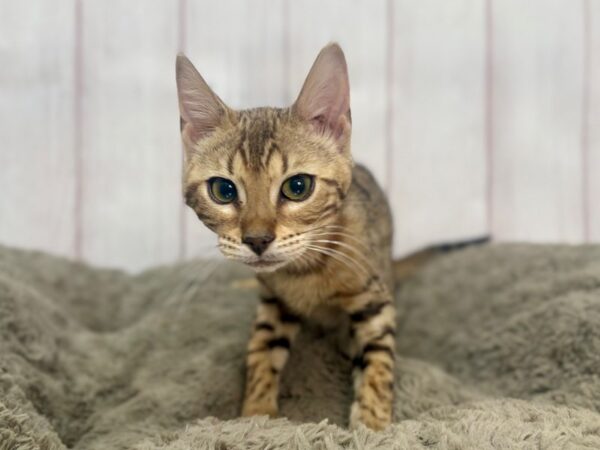 [#29357] BROWN SPOTTED Female Bengal Kittens For Sale