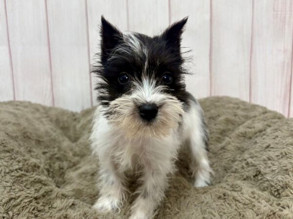 [#29378] White / Black Female Miniature Schnauzer Puppies For Sale