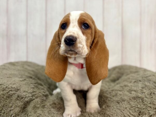 [#29375] White / Red Female Basset Hound Puppies For Sale