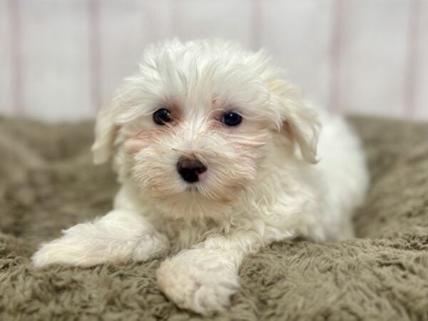 [#29370] White Male Maltese Puppies For Sale