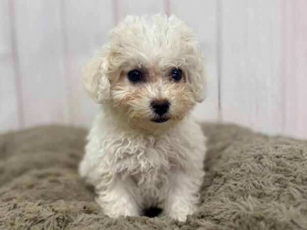 [#29369] White Female Bichon Frise/Poodle Puppies For Sale