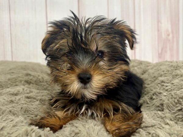[#29376] Black / Tan Male Yorkshire Terrier Puppies For Sale