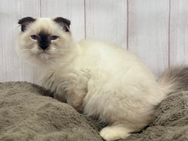 [#29383] Seal Point Male Scottish Fold Kittens For Sale