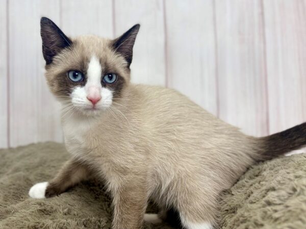 [#29381] Seal Point /w WHT markings Male Siamese  Snowshoe Kittens For Sale