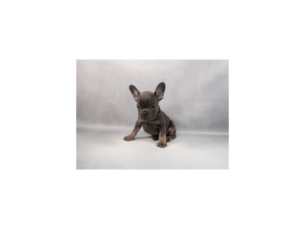 [#29386] Blue and Tan Female French Bulldog Puppies For Sale