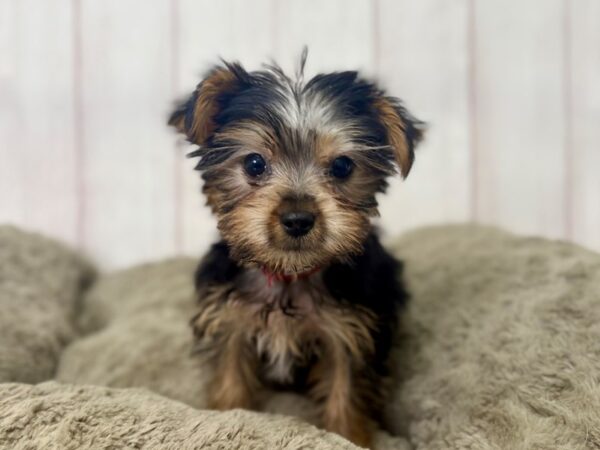 [#29396] Black / Tan Female Yorkshire Terrier Puppies For Sale