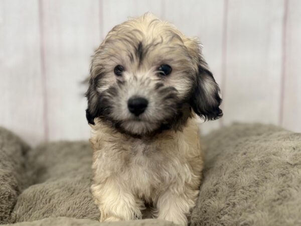 [#29390] Gold Sable Female Bichon Frise/Havanese Puppies For Sale