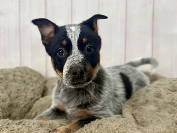 [#29389] Blue Mottled Female Australian Cattle Dog Puppies For Sale