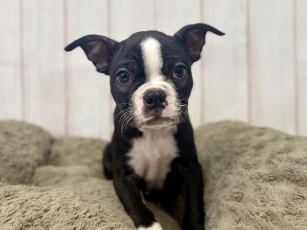 [#29388] Black and White Male Boston Terrier Puppies For Sale