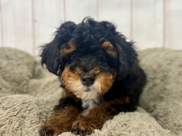 [#29399] Female F1B Aussiedoodle Puppies For Sale