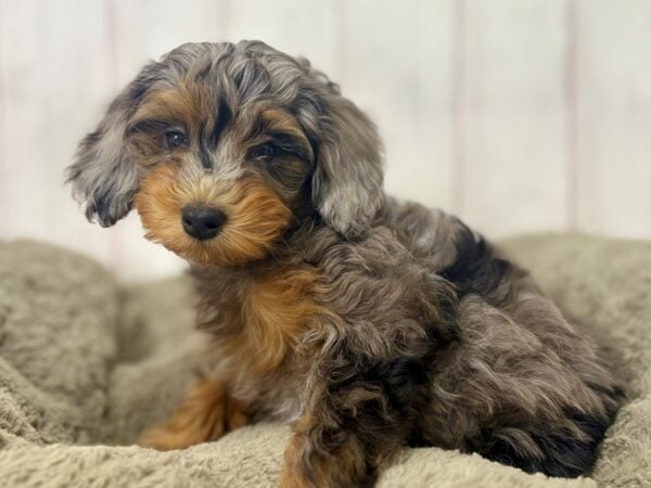 [#29398] Female F1B Aussiedoodle Puppies For Sale