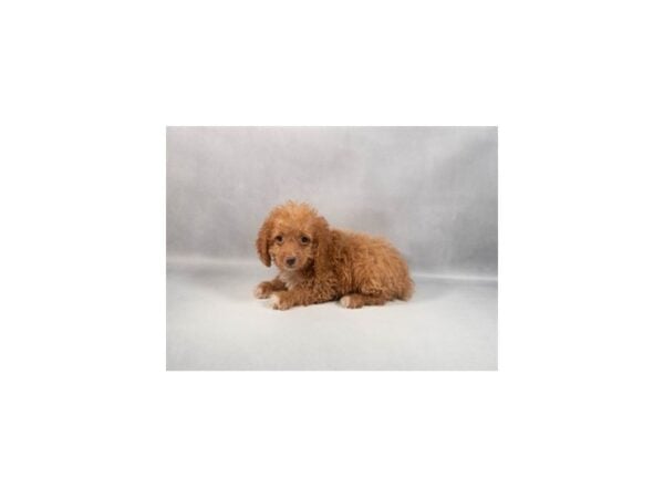 [#29400] Red Female F1B Cockapoo Puppies For Sale