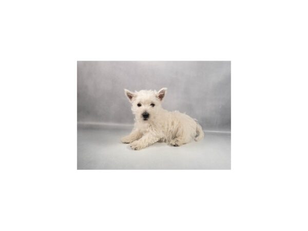 [#29401] White Female West Highland White Terrier Puppies For Sale