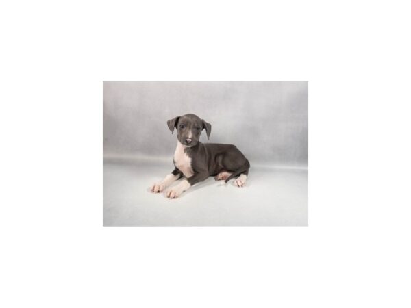 [#29402] Blue Male Italian Greyhound Puppies For Sale