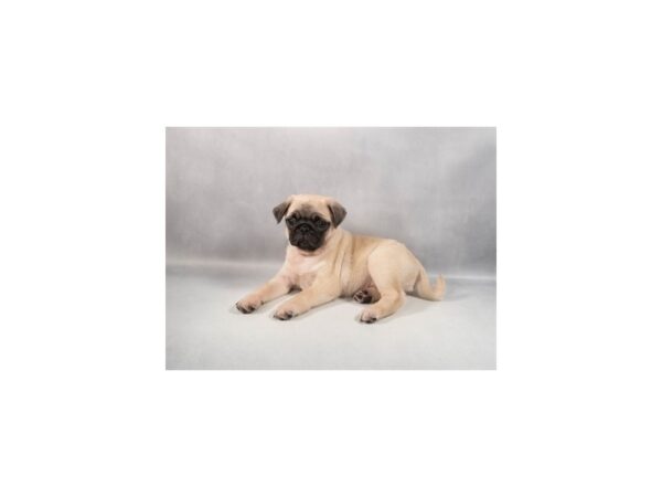 [#29404] Fawn Male Pug Puppies For Sale
