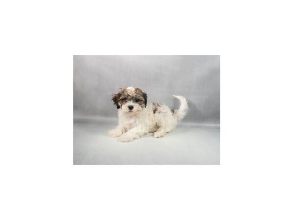 [#29406] Red and White Female Poodle/Shih Tzu Puppies For Sale