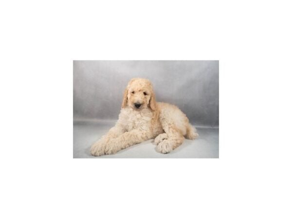 [#29407] Cream Male Standard Poodle Puppies For Sale