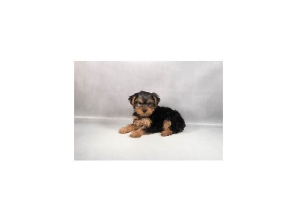 [#29410] Black and Tan Male Yorkshire Terrier Puppies For Sale