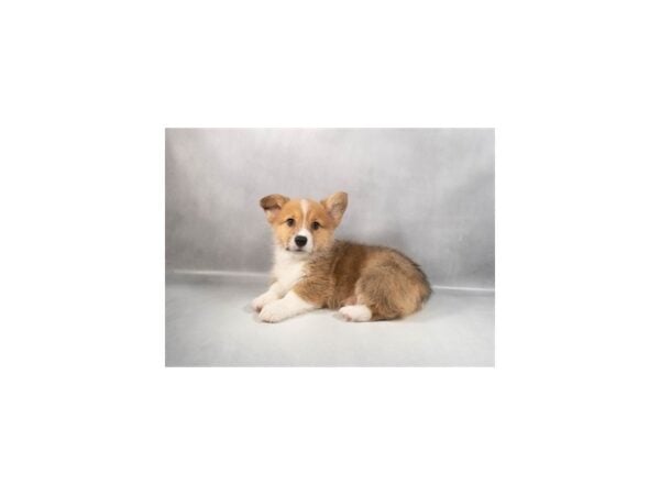 [#29412] Sable Male Pembroke Welsh Corgi Puppies For Sale