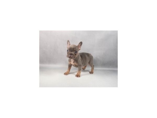 [#29413] Blue and Tan Female French Bulldog Puppies For Sale
