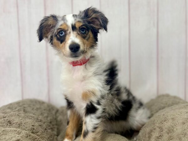 [#29415] Blue Merle White and Tan Female Miniature Australian Shepherd Puppies For Sale