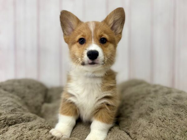 [#29412] Sable Male Pembroke Welsh Corgi Puppies For Sale