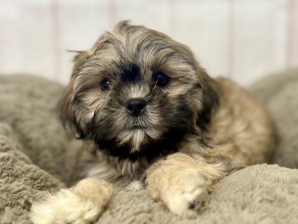 [#29411] Gold Male Shih Tzu Puppies For Sale
