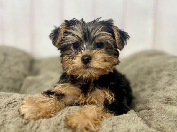 [#29410] Black and Tan Male Yorkshire Terrier Puppies For Sale