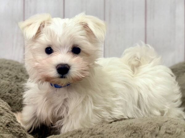 [#29408] White Male Maltese Puppies For Sale