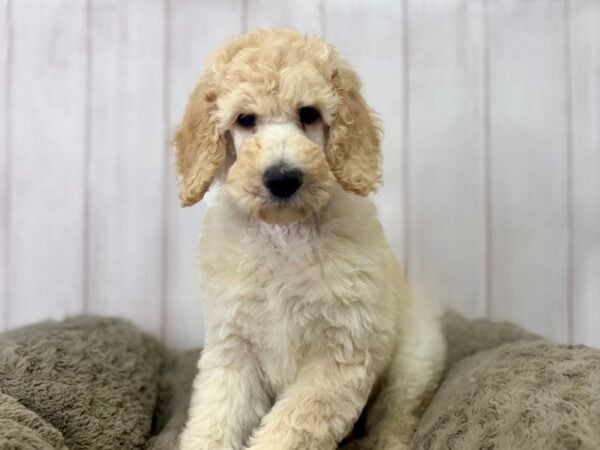 [#29407] Cream Male Standard Poodle Puppies For Sale