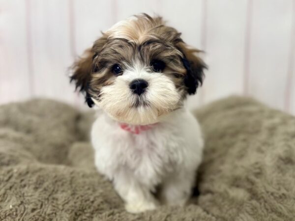 [#29406] Red and White Female Poodle/Shih Tzu Puppies For Sale